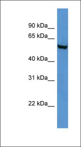 Anti-FTO antibody produced in rabbit