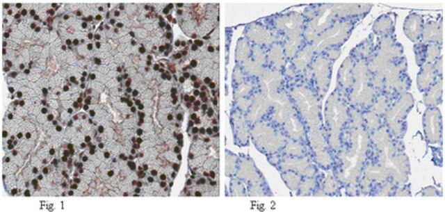 Anti-FTO Antibody, clone 5-2H10