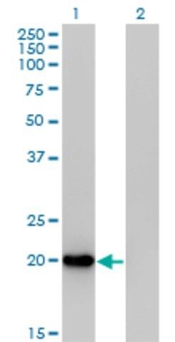 Anti-FTH1 antibody produced in mouse