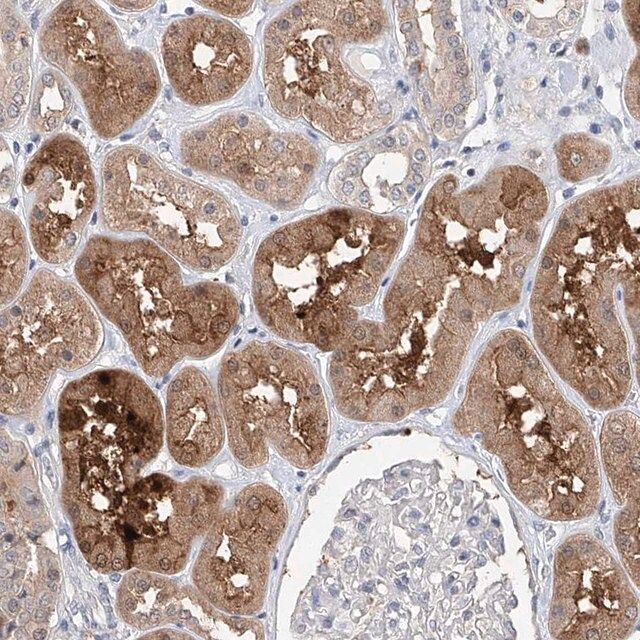 Anti-FUCA2 antibody produced in rabbit