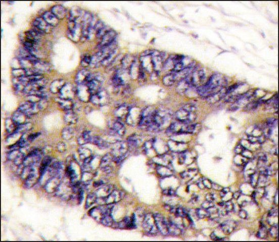 Anti-FUCA2 (C-term) antibody produced in rabbit