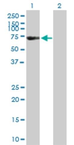 Anti-FSD1 antibody produced in mouse