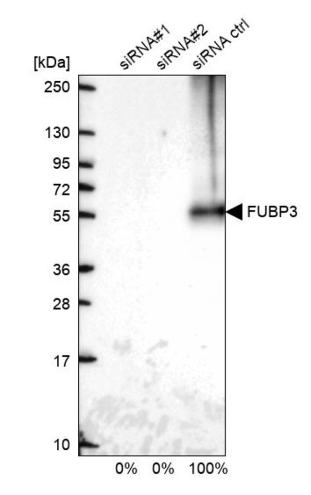 Anti-FUBP3 antibody produced in rabbit