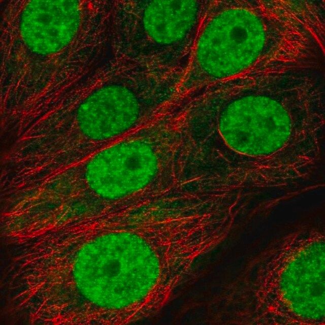 Anti-FUBP3 antibody produced in rabbit