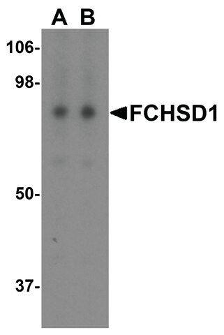 Anti-FCHSD1 antibody produced in chicken