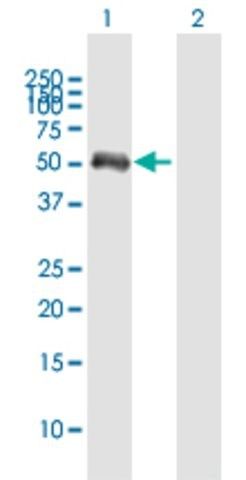 Anti-FCHSD1 antibody produced in mouse