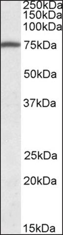 Anti-FERMT3 (C-terminal) antibody produced in goat