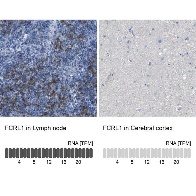 Anti-FCRL1 antibody produced in rabbit