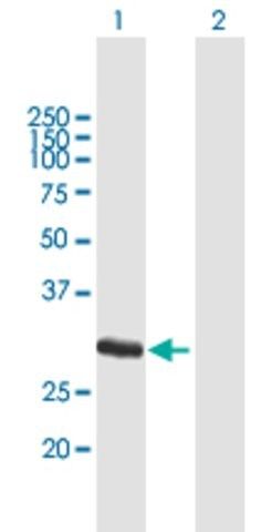 Anti-FCN1 antibody produced in mouse