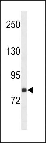 ANTI-FCSD2(C-TERMINAL) antibody produced in rabbit