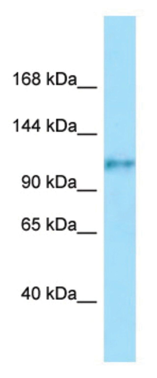 Anti-FCRL5 (C-terminal) antibody produced in rabbit