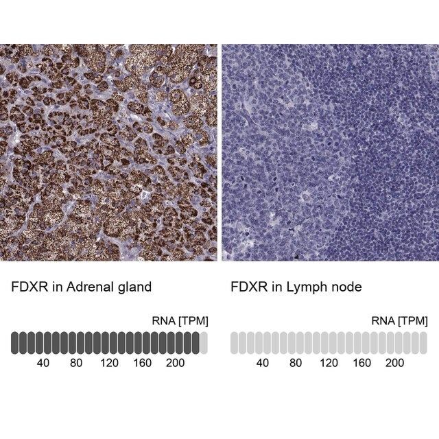 Anti-FDXR antibody produced in rabbit