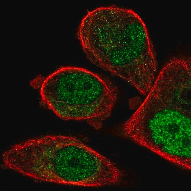 Anti-FCHO1 antibody produced in rabbit