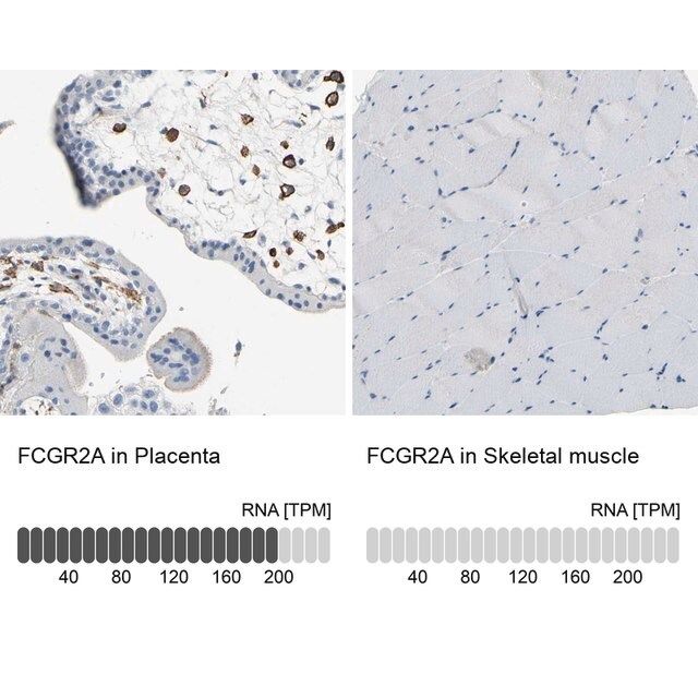 Anti-FCGR2A antibody produced in rabbit