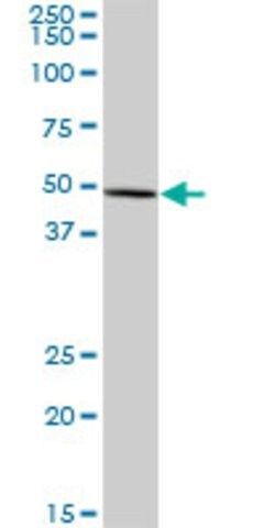 Anti-FDXR antibody produced in mouse