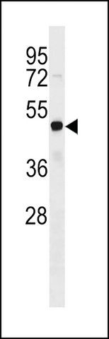 ANTI-FEZF2 (CENTER) antibody produced in rabbit