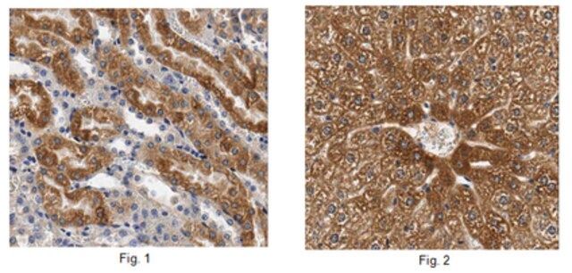 Anti-FFAR2 Antibody/GPR43