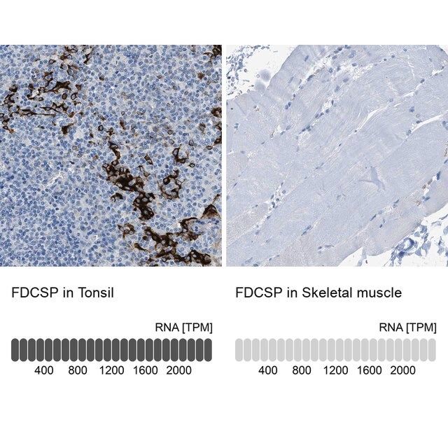 Anti-FDCSP antibody produced in rabbit