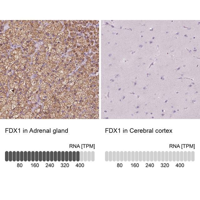 Anti-FDX1 antibody produced in rabbit