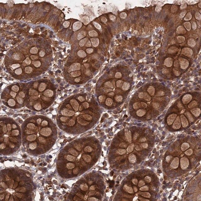 Anti-FFAR4 antibody produced in rabbit