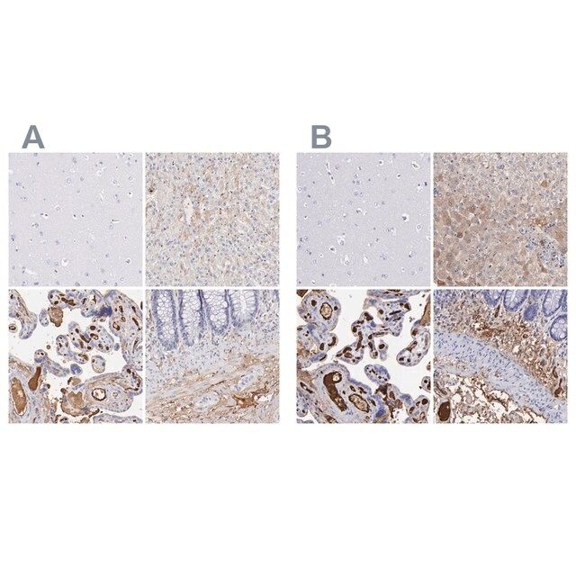 Anti-FGB antibody produced in rabbit