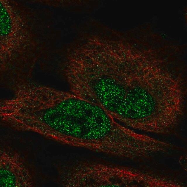 Anti-FGF12 antibody produced in rabbit