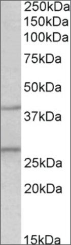 Anti-Fgf23 antibody produced in goat