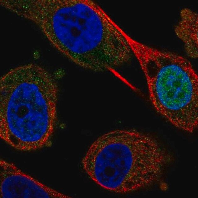 Anti-FEZF1 antibody produced in rabbit