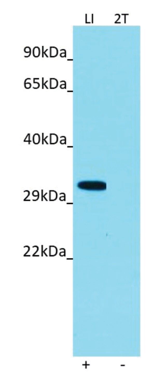 Anti-FFAR2 (C-terminal) antibody produced in rabbit