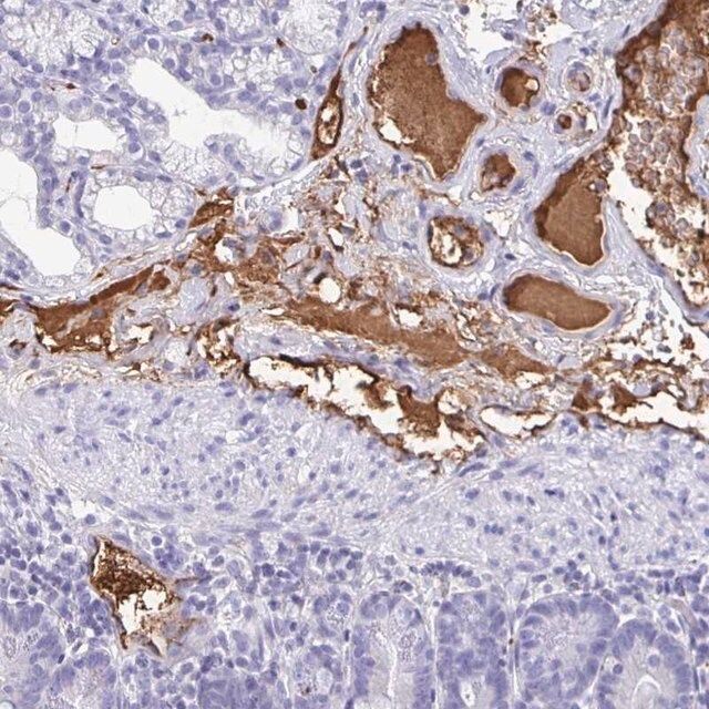 Anti-FGA antibody produced in rabbit