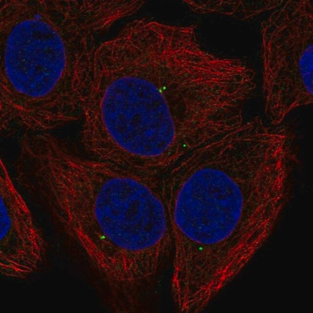 Anti-FGF11 antibody produced in rabbit