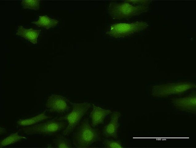 Anti-FGF13 antibody produced in rabbit