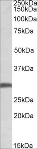 Anti-FGF13 antibody produced in goat