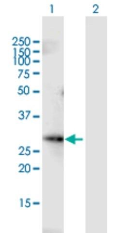 Anti-FGF13 antibody produced in mouse