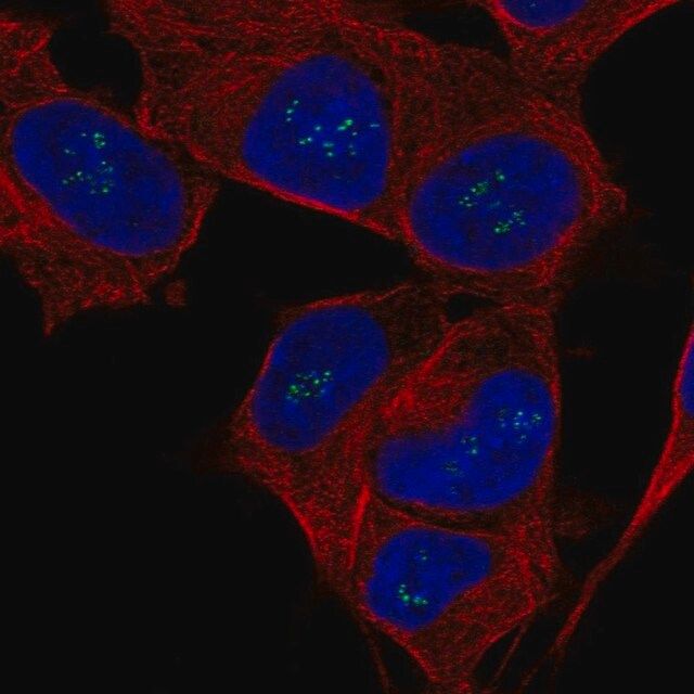 Anti-FGF14 antibody produced in rabbit