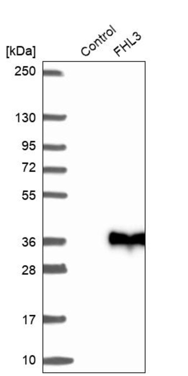 Anti-FHL3 antibody produced in rabbit