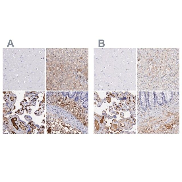 Anti-FGB antibody produced in rabbit