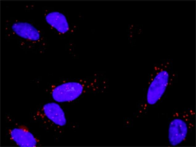 Anti-FGF1 antibody produced in rabbit