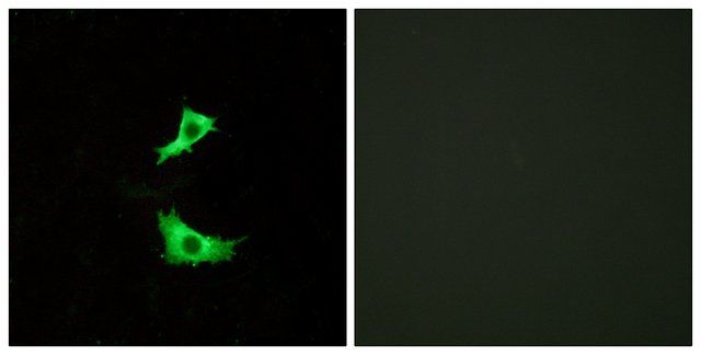 Anti-FFAR3 antibody produced in rabbit