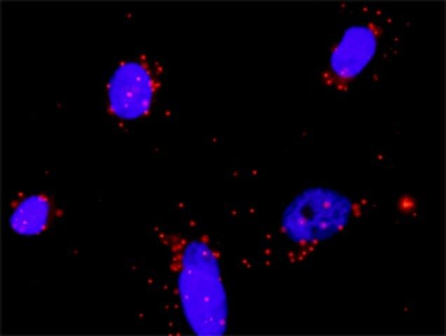 Anti-FGF23 antibody produced in mouse