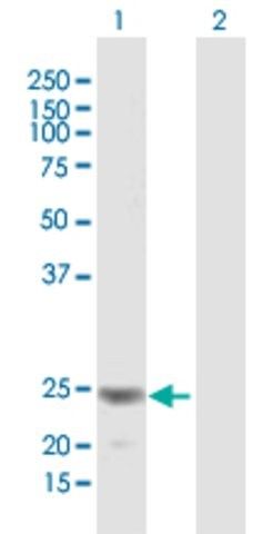 Anti-FGF18 antibody produced in mouse