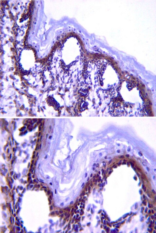 Anti-Fibrillin (Pan) Antibody, clone 689