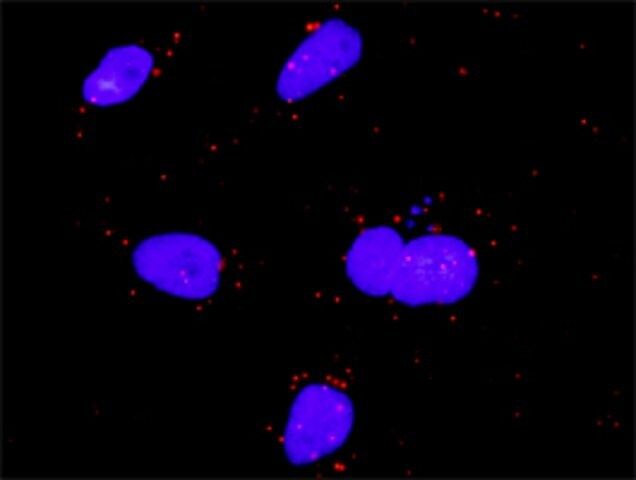 Anti-FGF5 antibody produced in rabbit