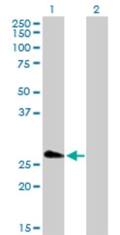 Anti-FHL5 antibody produced in rabbit