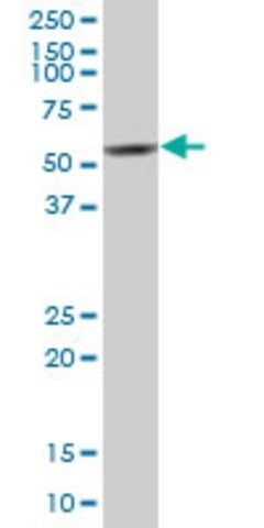 Anti-FICD antibody produced in mouse