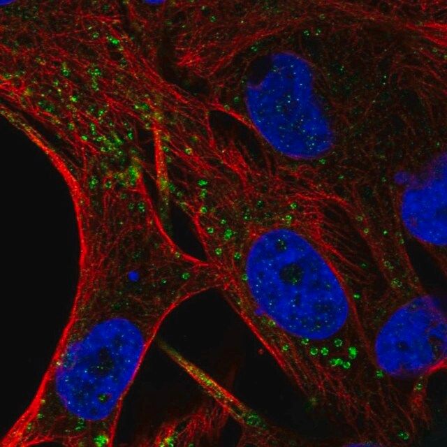 Anti-FIG4 antibody produced in rabbit