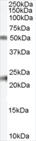 Anti-Fibulin 5/FBLN5 antibody produced in goat