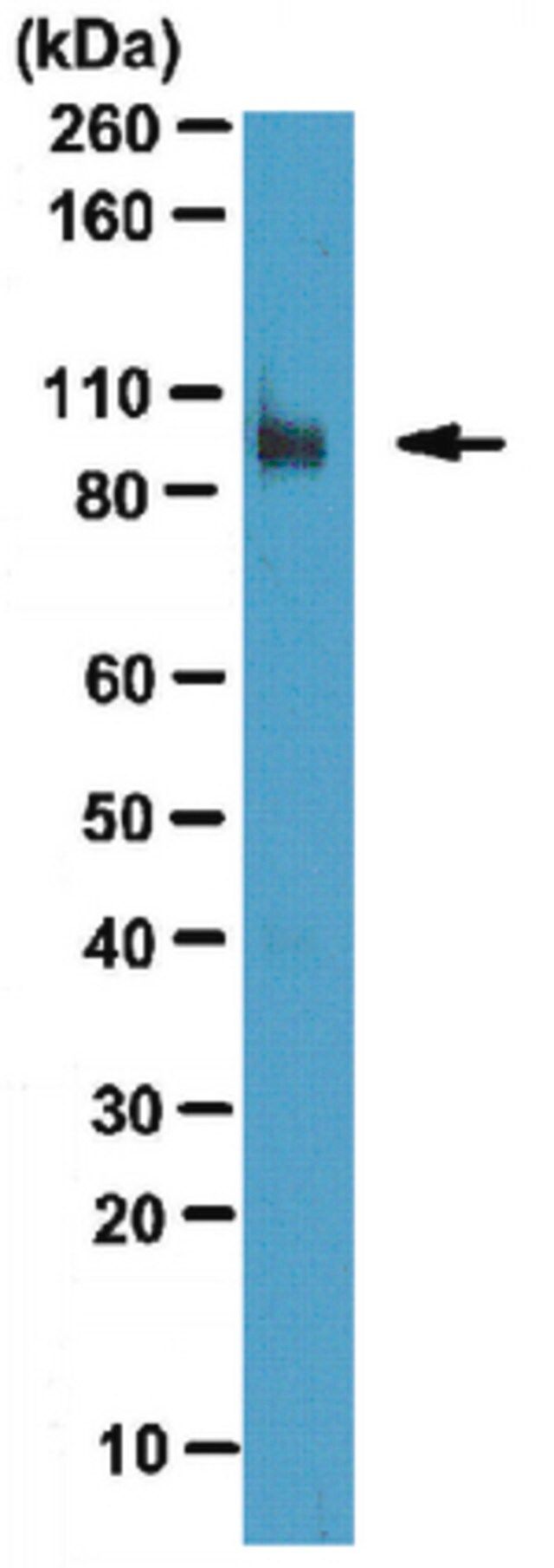 Anti-Fibroblast activation protein alpha (FAP) Antibody