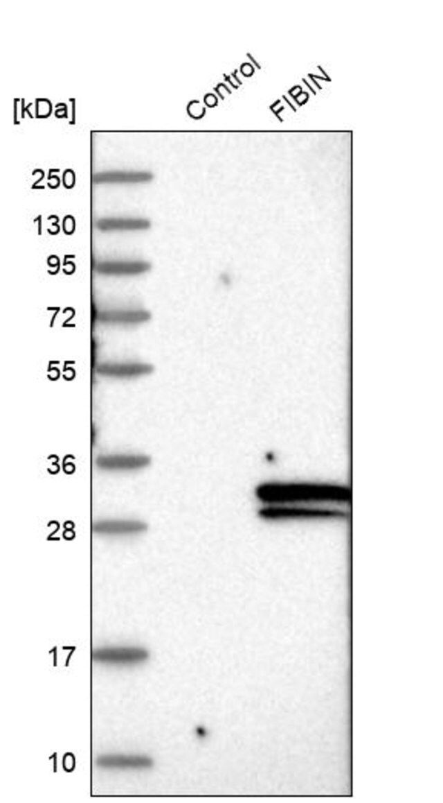 Anti-FIBIN antibody produced in rabbit