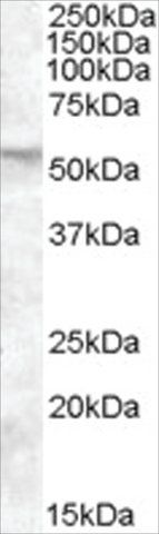 Anti-FKBP4/FKBP52 antibody produced in goat